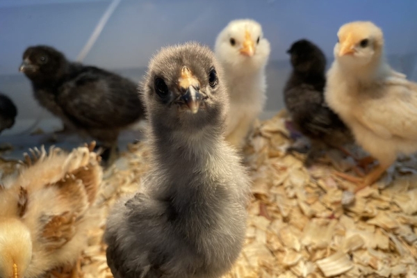 Baby Chicks!